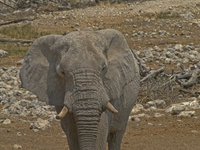 Elephant [ 16 images ]